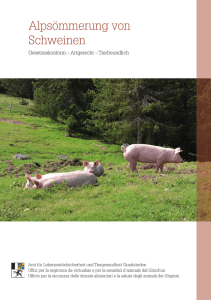 Alpsömmerung von Schweinen