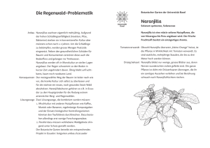 Naranjilla - Botanischer Garten der Universität Basel