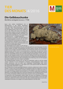 Bombina variegata - Oberösterreichisches Landesmuseum