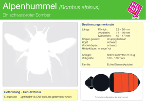 Alpenhummel (Bombus alpinus)