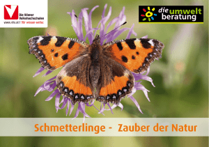 Poster: Schmetterlinge