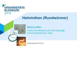 Helminthen (Rundwürmer) - Medizinische Mikrobiologie