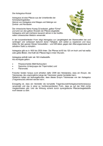 Die Astragalus-Wurzel Astragalus ist eine Pflanze aus der
