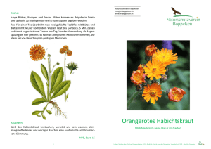 Orangerotes Habichtskraut - Naturschutzverein Boppelsen