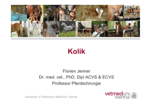Florien Jenner Dr. med. vet., PhD, Dipl ACVS & ECVS Professor