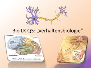 Bio LK Q3: „Neurologie“
