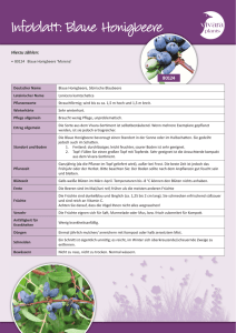Infoblatt mit allen Informationen zur Blauen Honigbeere