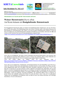Weisser Harnstrauch (Osyris alba)