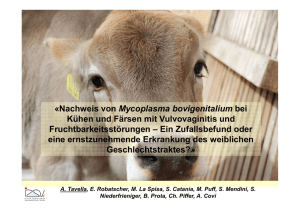 Nachweis von Mycoplasma bovigenitalium bei Kühen und Färsen