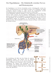 Der Hypothalamus – Die Schnittstelle zwischen Nerven