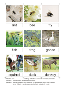 ant bee duck donkey squirrel fly fish frog goose