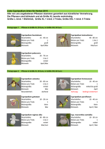 Liste Cypripedium Arten für Herbst 2015 Alle von uns angebotenen