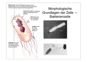 Morphologische Grundlagen der Zelle — Bakterienzelle