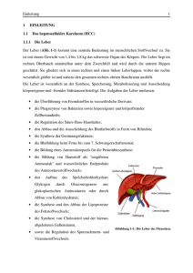 Einleitung 1 1 EINLEITUNG 1.1 Das hepatozelluläre Karzinom