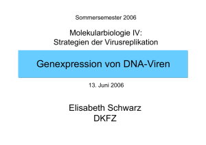 Genomreplikation von DNA