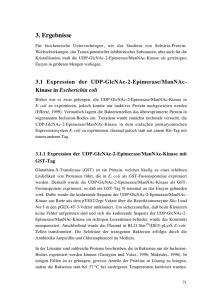 GlcNAc-2-Epimerase/ManNAc