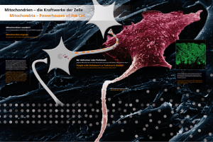 Mitochondrien – die Kraftwerke der Zelle Mitochondria