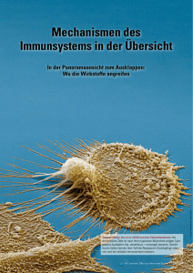 Mechanismen des Immunsystems in der Übersicht