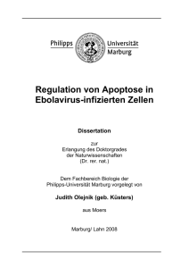 Regulation von Apoptose in Ebolavirus-infizierten Zellen