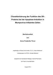 Charakterisierung der Funktion des SH