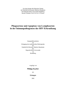 Phagozytose und Apoptose von Lymphozyten in der