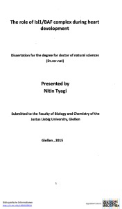 The role of Isll/BAF complex during heart development Presented by