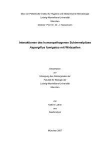 Interaktionen des humanpathogenen Schimmelpilzes Aspergillus