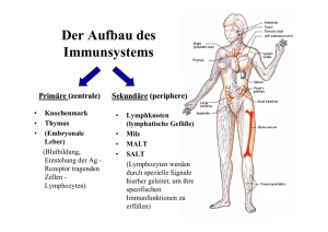 2. Der Aufbau des Immunsystems, Lymphorgane