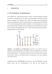 1 EINLEITUNG 1.1 Die Genfamilie der Vps10p