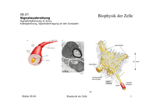 Biophysik der Zelle