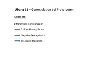 Übung 11 Genregulation bei Prokaryoten