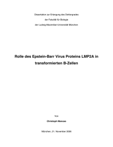 Rolle des Epstein-Barr Virus Proteins LMP2A in transformierten B
