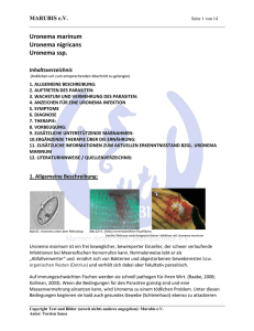 Uronema marinum nigricans 01