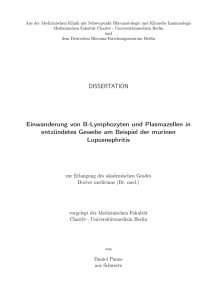 Einwanderung von B-Lymphozyten und Plasmazellen in