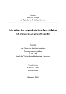 Interaktion des respiratorischen Synzytialvirus mit prim&auml;ren