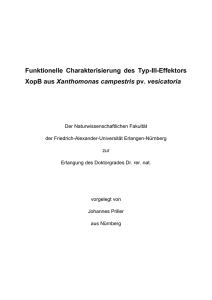 Funktionelle Charakterisierung des Typ-III