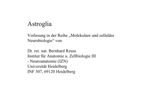 Astrocyten - Universität Heidelberg