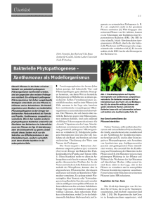 Bakterielle Phytopathogenese – Xanthomonas als