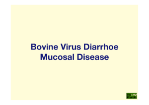 31_BVD_(Bovine_Virus_Diarrhoe)