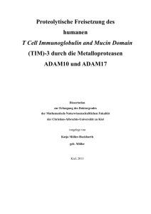 Proteolytische Freisetzung des humanen T Cell Immunoglobulin