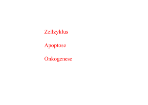 Zellzyklus Apoptose Onkogenese