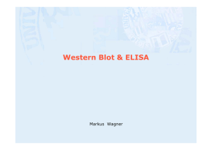 Western Blot & ELISA