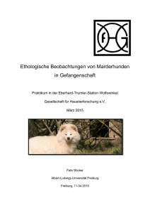 Ethologische Beobachtungen von Marderhunden