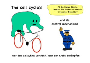 The cell cycle(s)