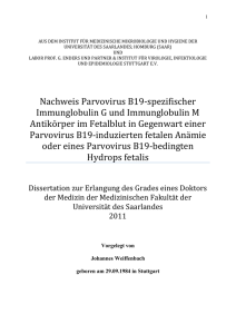 Nachweis Parvovirus B19 spezifischer Immunglobulin G und IgM