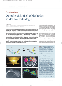 Optophysiologische Methoden in der Neurobiologie