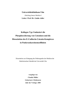 Kollagen Typ I induziert die Phosphorylierung von