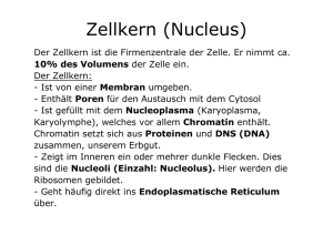 Zellkern (Nucleus)