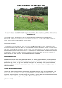 Bauern setzen auf kleine Kühe - Schweizerischer Jerseyzuchtverein