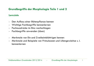 Grundbegriffe der Morphologie